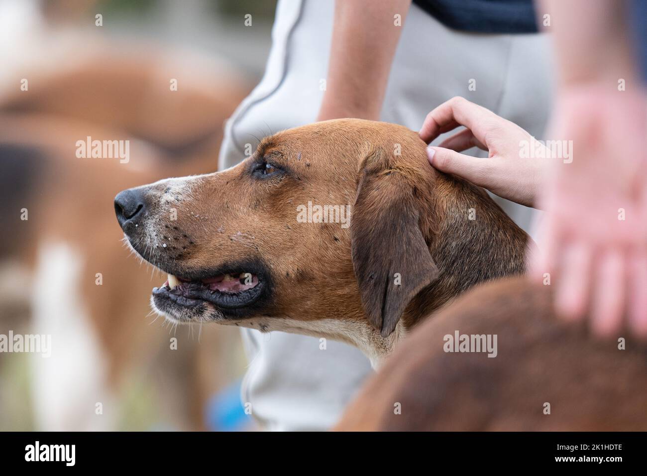 Fox hound being stroked by children Stock Photo