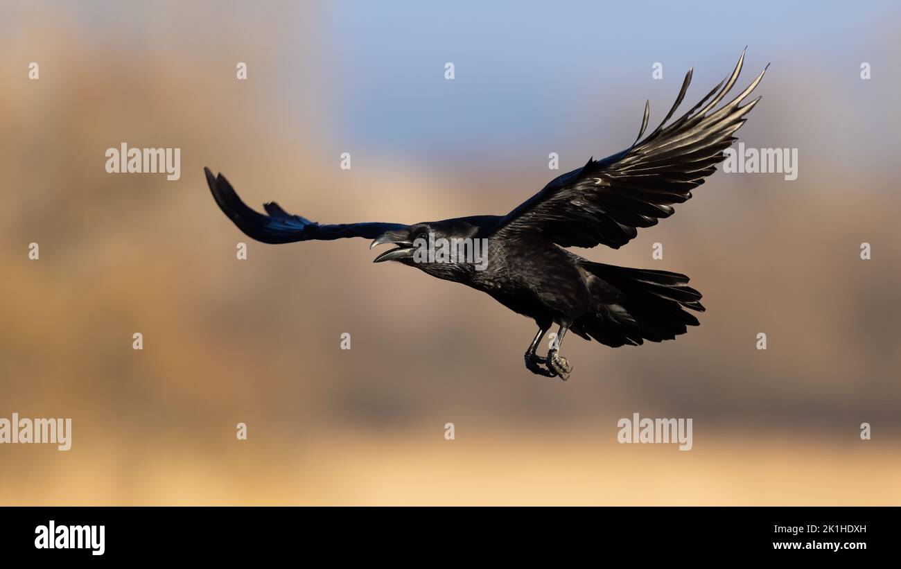 Common raven flying over a meadow with yellow grass in autumn Stock Photo