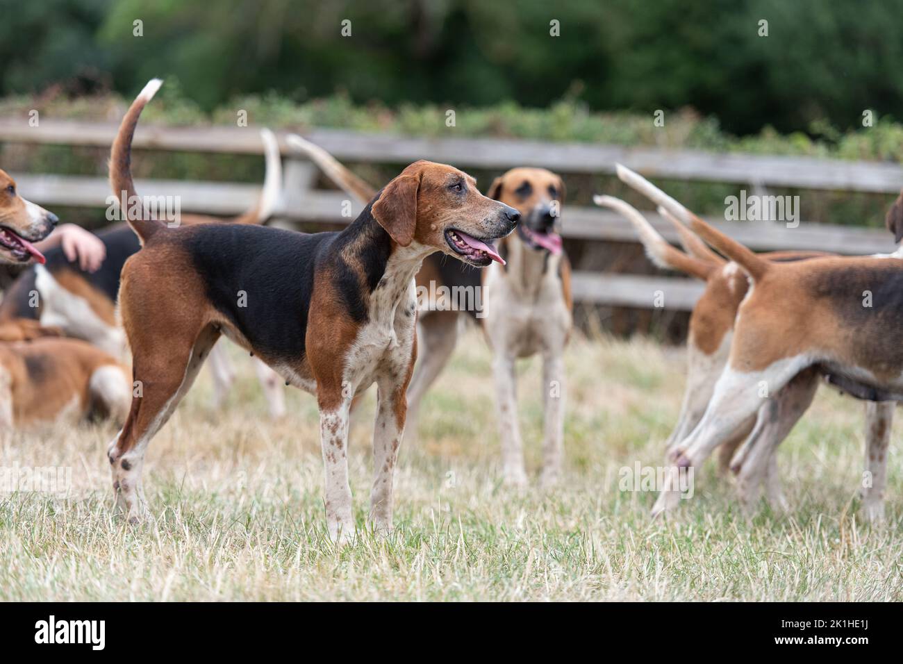 Fox hound Stock Photo