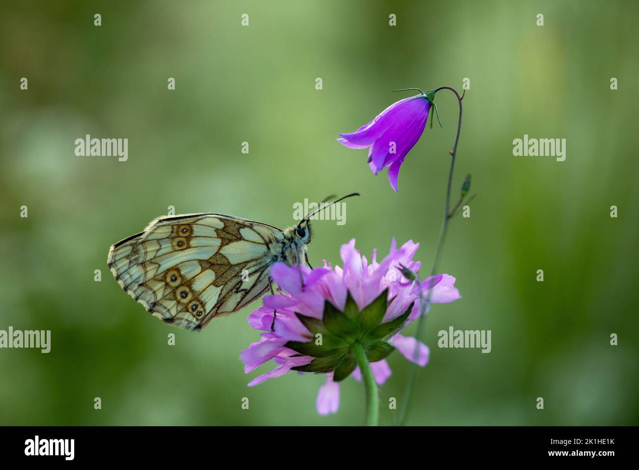 Suamer Insect A beautiful summer insect on the Latin drinks a flower nectar Stock ...