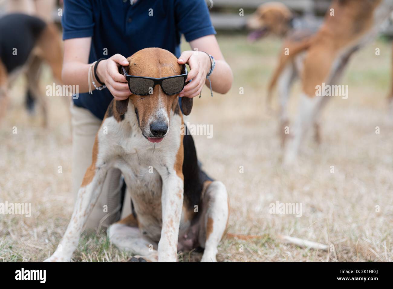 Fox hound wearing sunglasses Stock Photo