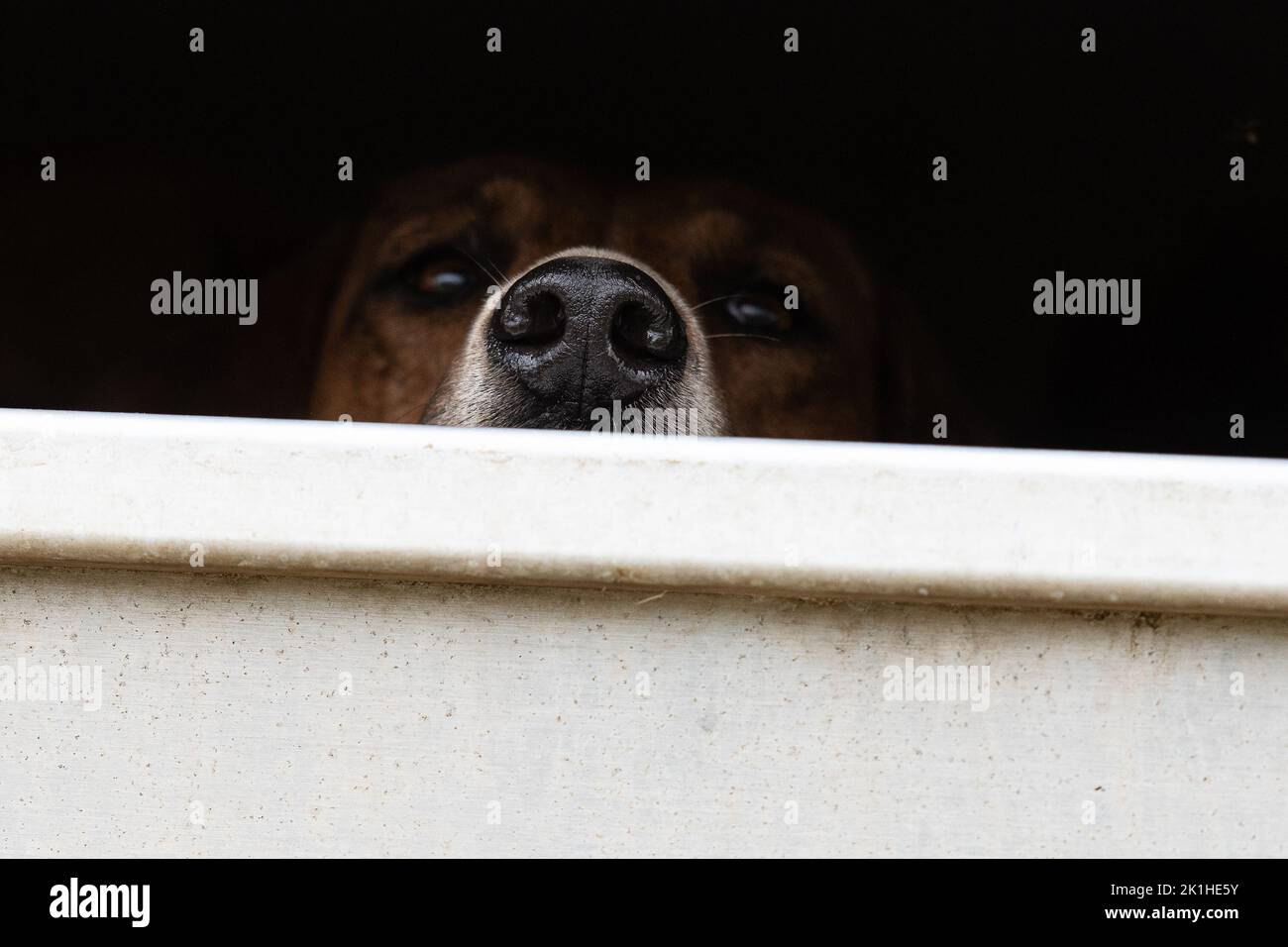Fox hound looking out of trailer Stock Photo