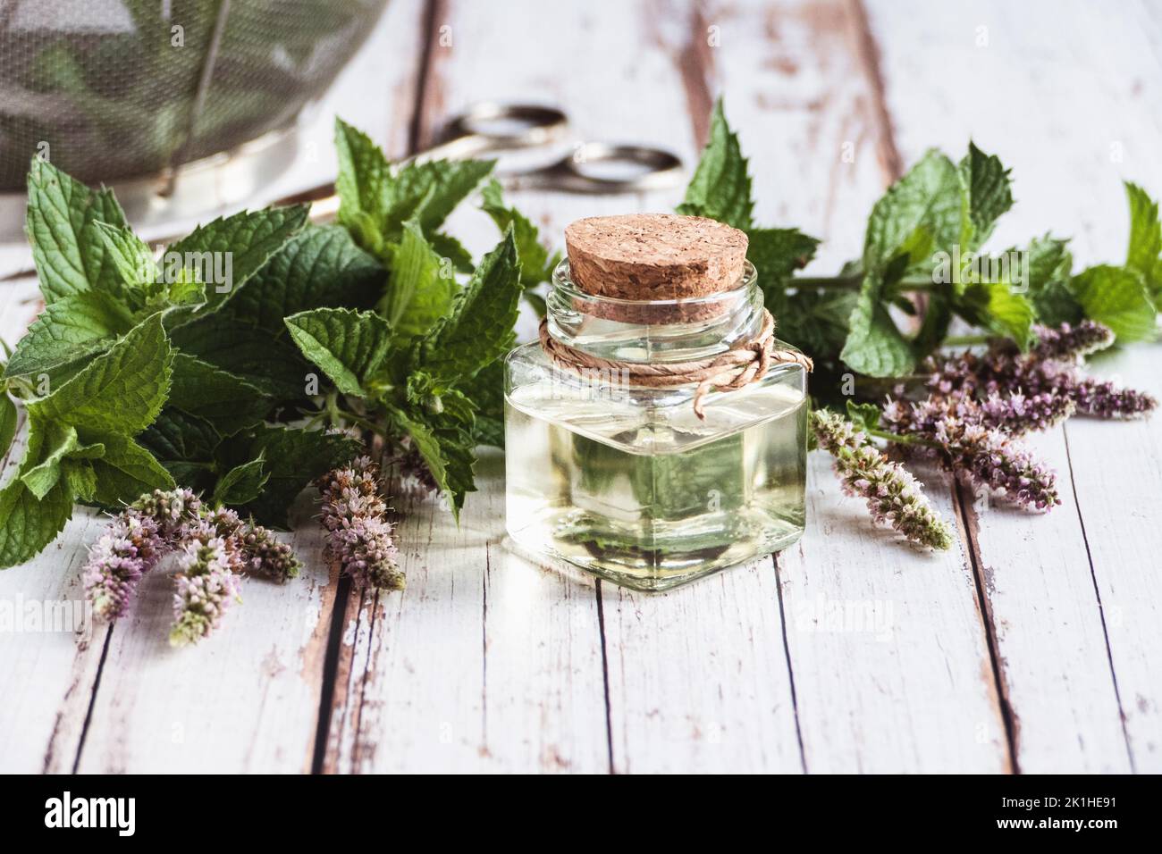 Natural mint oil in bottle, fresh mentha plants on old wooden table, essential mint oil, herbal medicine Stock Photo