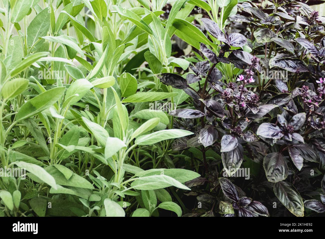 Sage and Basil plants growing in herb garden Stock Photo