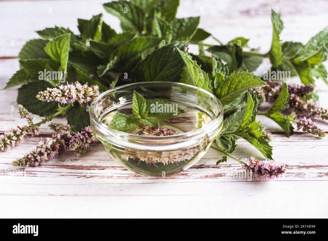 Infused mint oil in a bowl, mentha leaves and flowers on white old table, herbal medicine and naturopathy Stock Photo