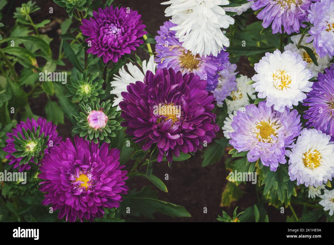 Purple and white Aster flowers growing in the garden, Callistephus chinensis blooming in autumn Stock Photo