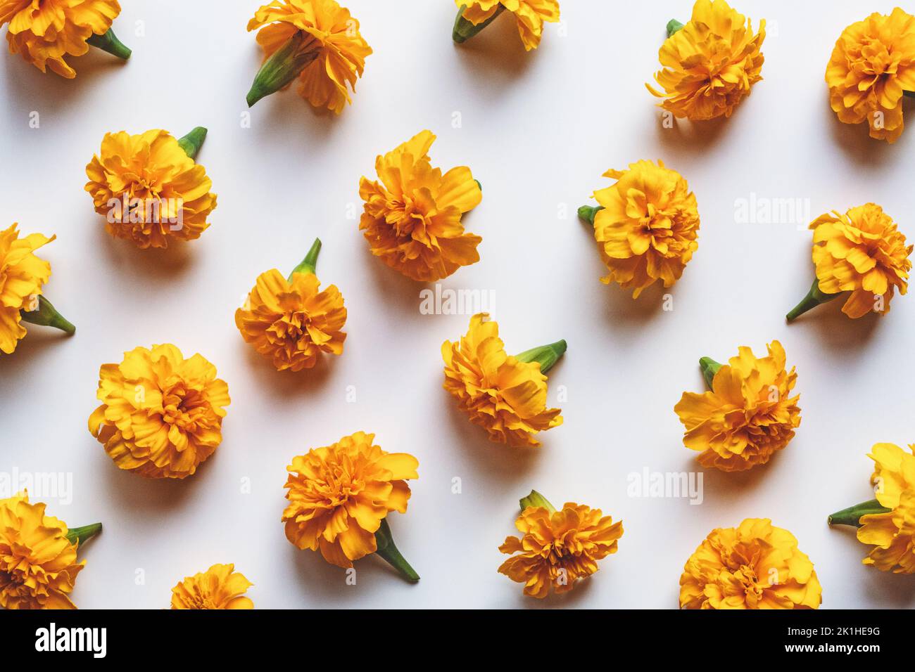 Marigold flowers pattern on white background, holiday decoration, orange marigolds flat lay Stock Photo