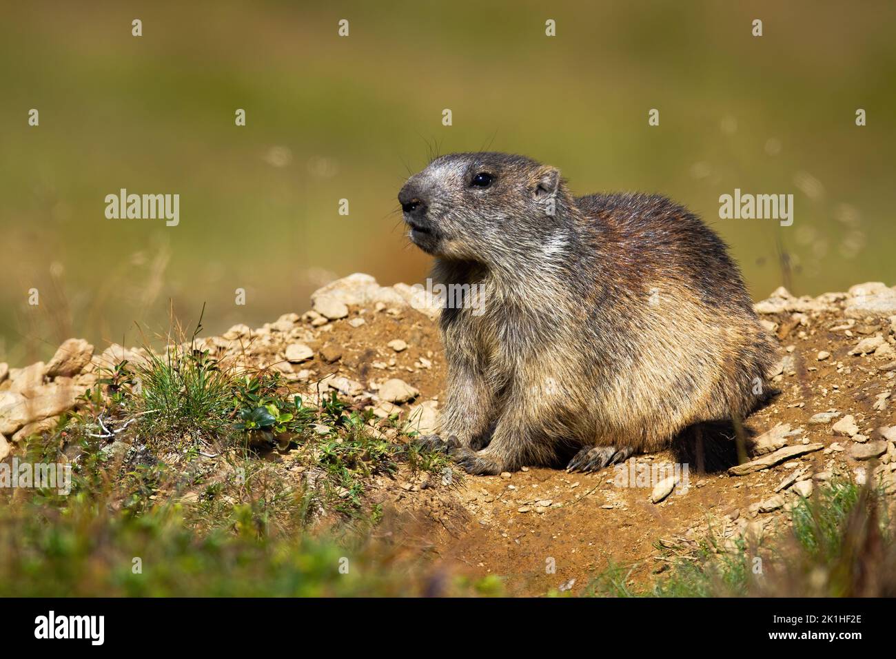 alpine marmot sitting in front of den on a hill from dirt and stones Stock Photo