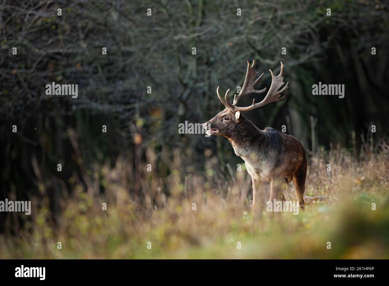 Fallow deer stag roaring on a meadow in autumn with copy space Stock Photo