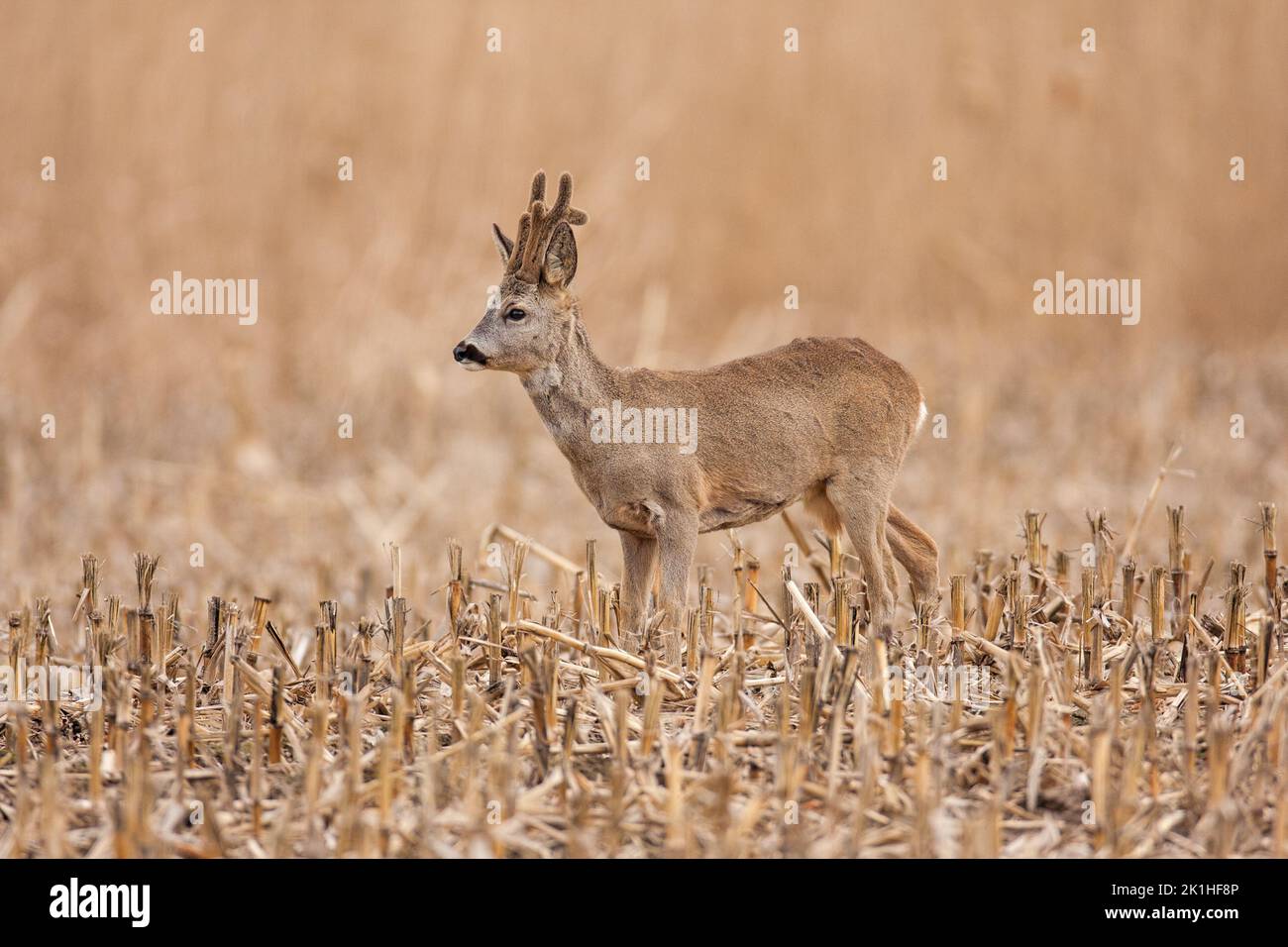 Roe deer buck with growing antlers covered in velvet on a corn stubble field. Stock Photo