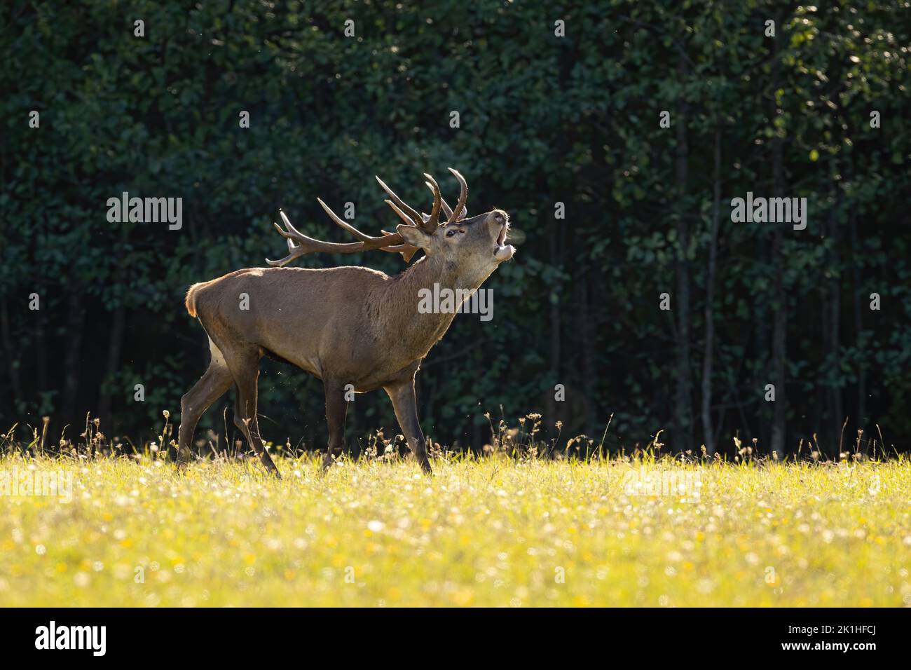 Red deer stag roaring on a meadow backlit by evening sun in rutting season Stock Photo