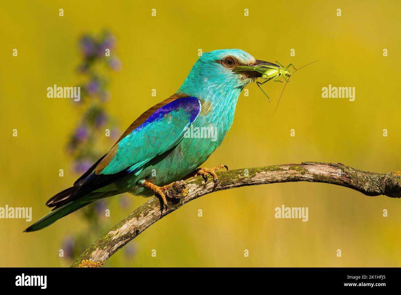 European roller holding a green grasshopper in a beak and sitting on a branch Stock Photo