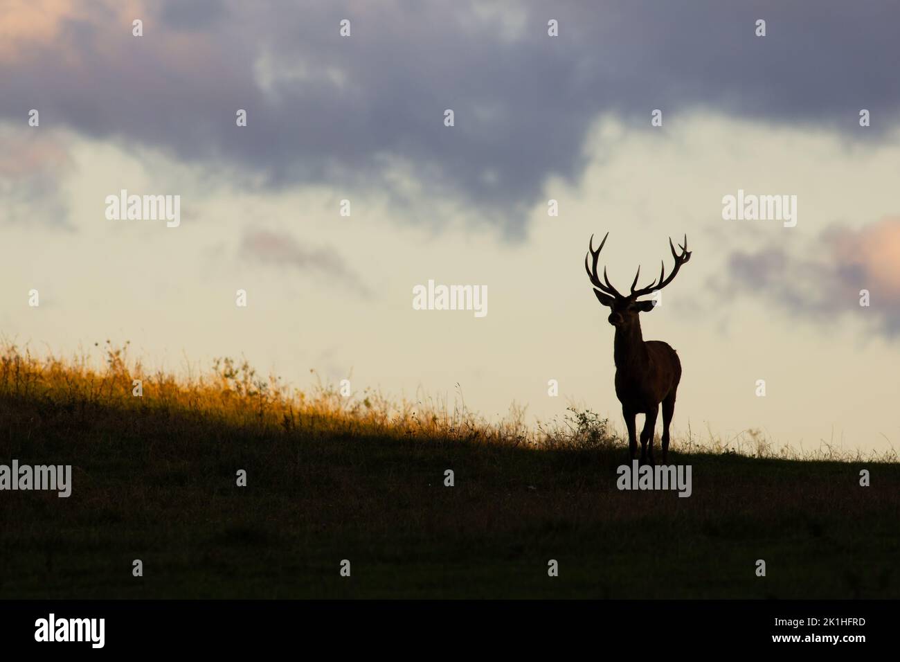 Red deer approaching on a horizon at sunset with copy space. Stock Photo