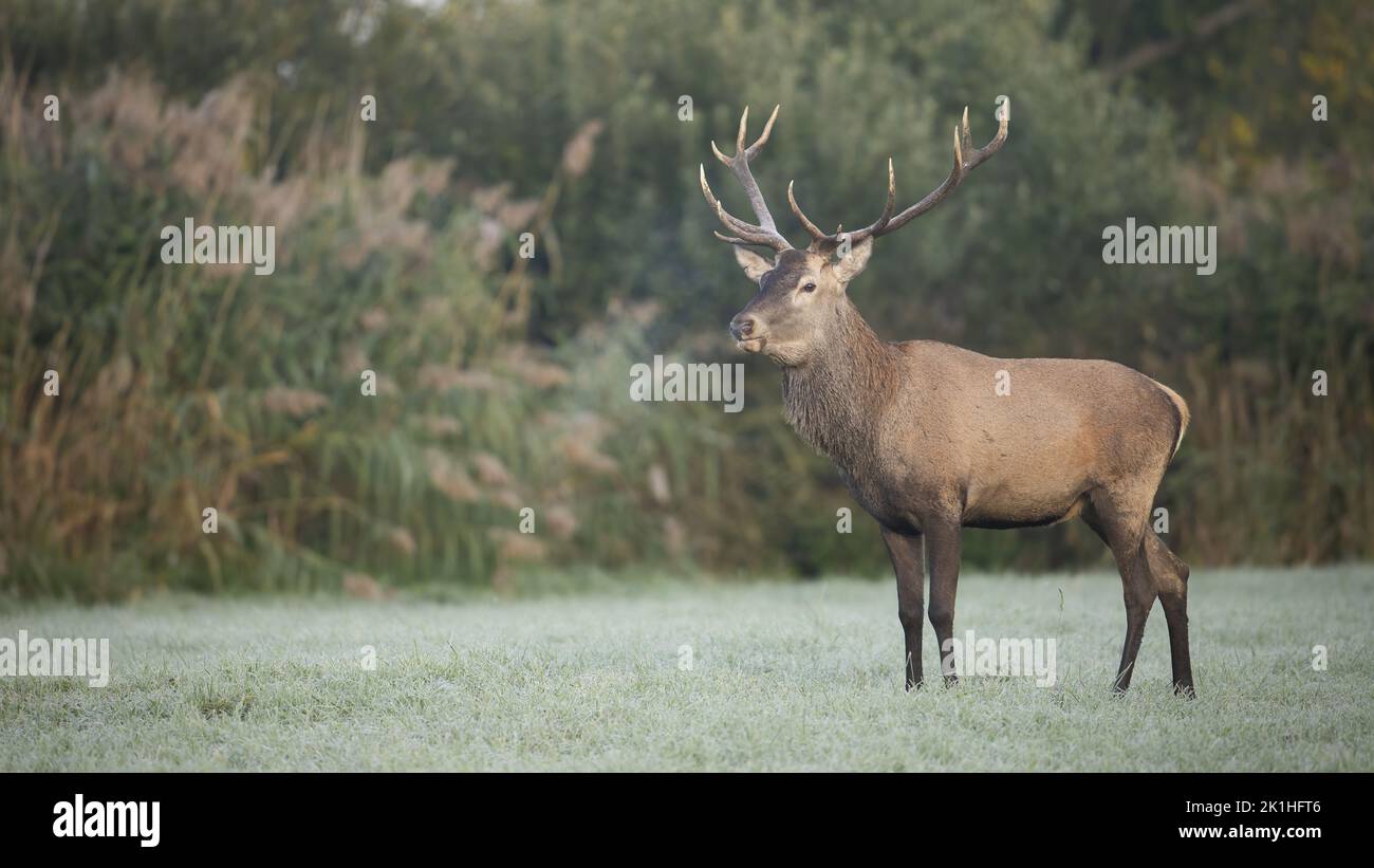 Red deer stag standing on a frost covered meadow on an early morning in autumn. Stock Photo