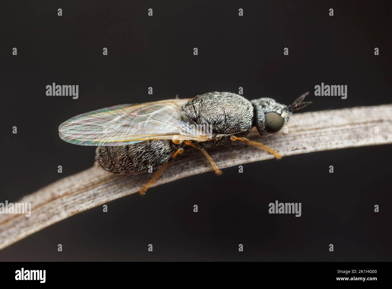 Solider Fly (Nemotelus bruesii) - Female Stock Photo