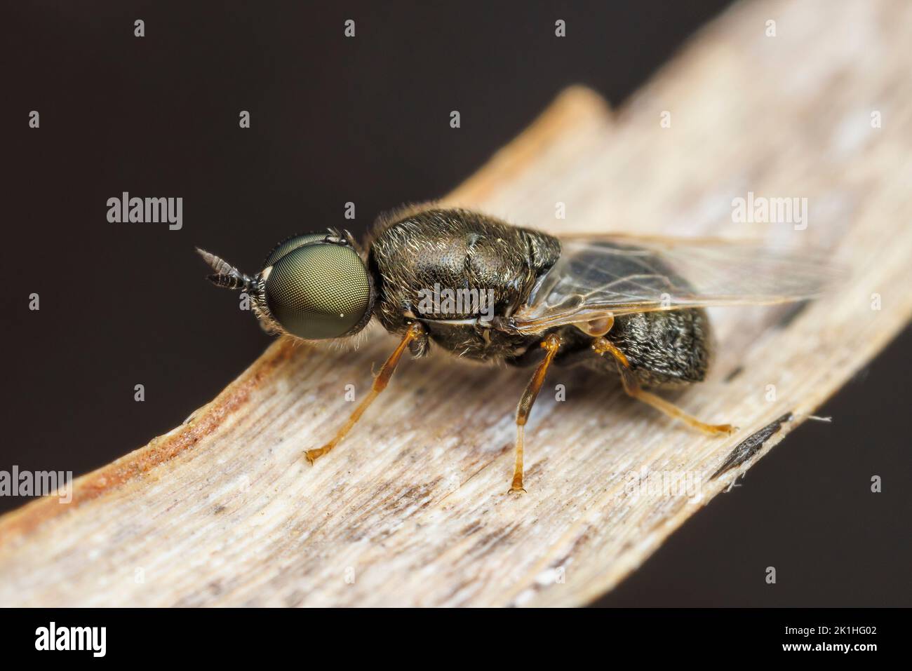 Solider Fly (Nemotelus bruesii) - Male Stock Photo