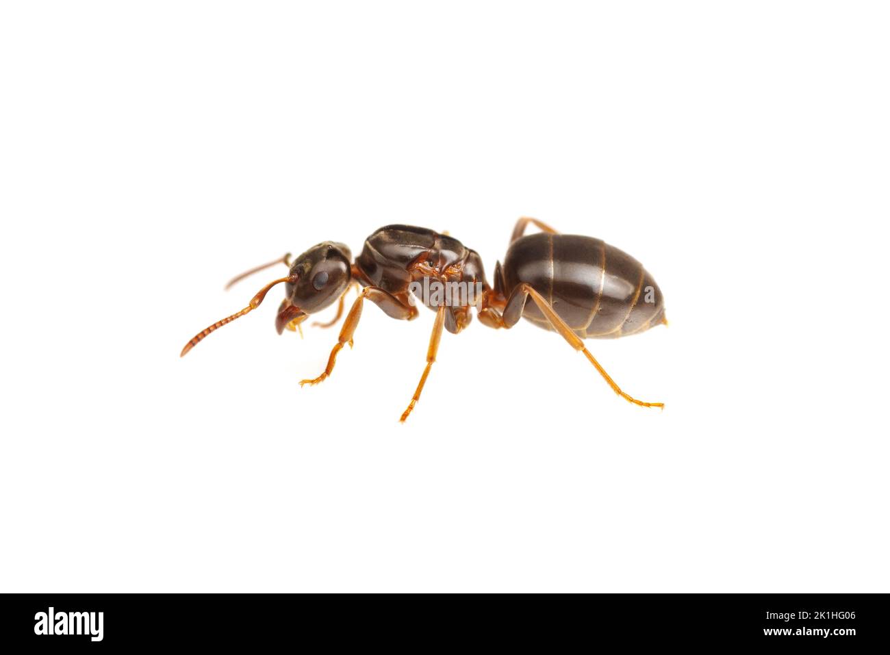 Citronella Ant (Lasius aphidicola) - Queen isolated on white background. Stock Photo