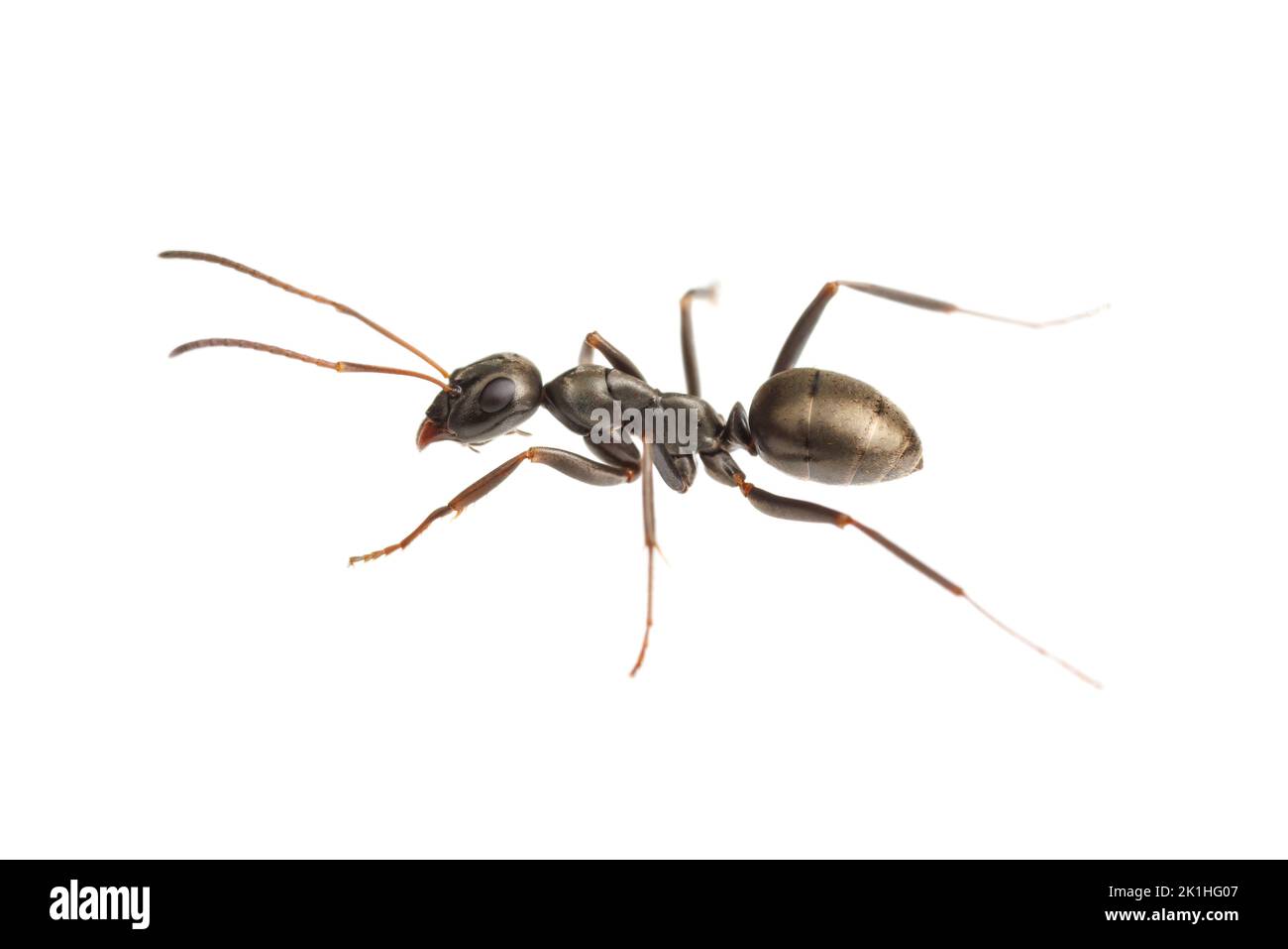 Formicine Ant (Formica subsericea) isolated on white background. Stock Photo