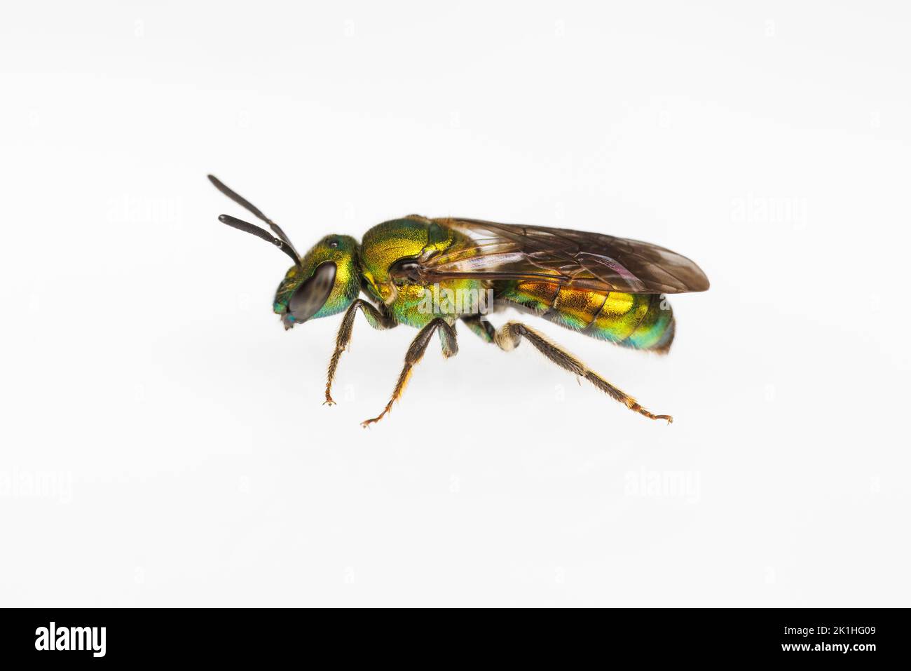 Pure Gold-green Sweat bee (Augochlora pura) - Female Stock Photo