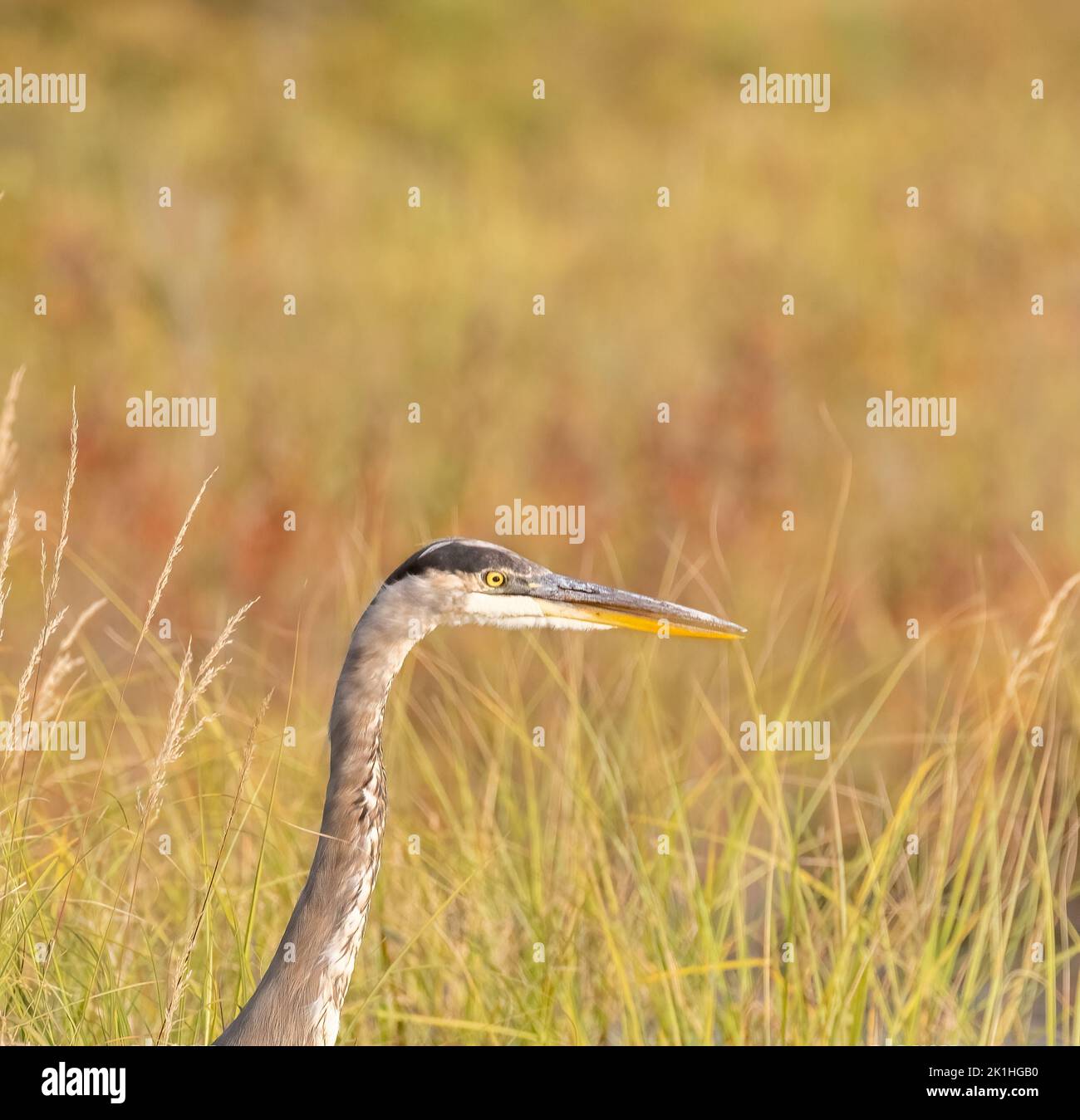 A great Blue Heron in a grassy bog in September in Algonquin Park Ontario Stock Photo