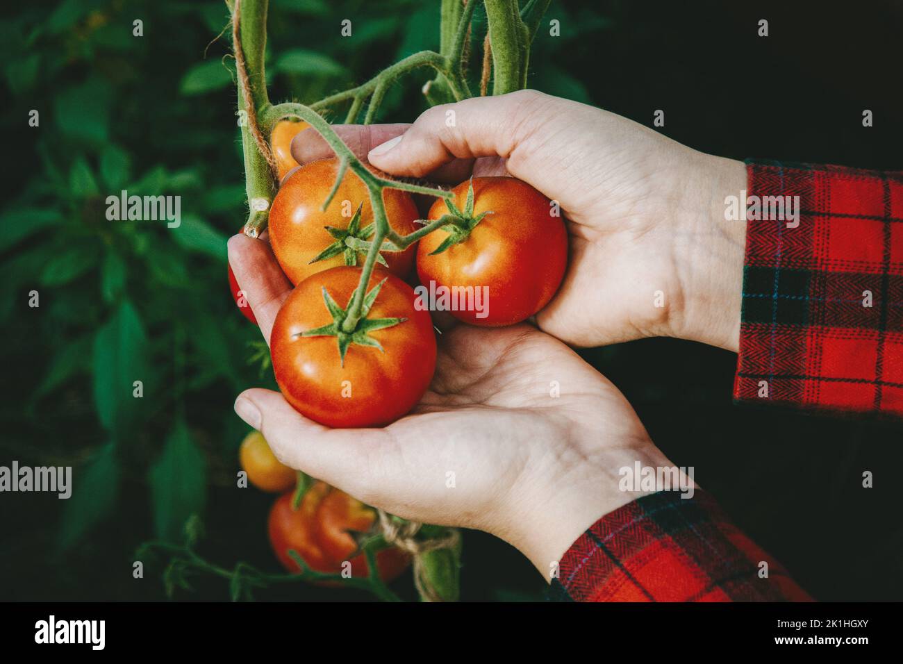 Picking ripe red tomatoes from vine in greenhouse, gardener tomato bunch in hands Stock Photo
