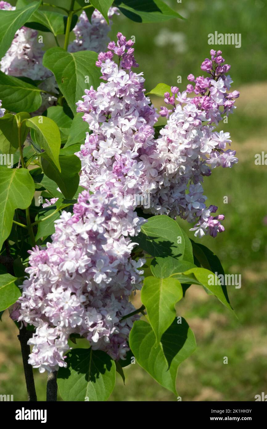 Syringa vulgaris 'Krasavica Moskvy', Flower, Lilac, Bloom, Fragrant, Flowers Syringa lilac white lavender colour Stock Photo