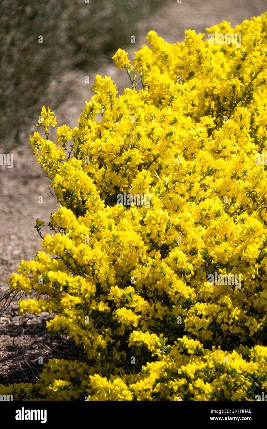 Ground cover, Garden, Shrub, Cytisus, Scotch Broom, Prostrate Broom, Yellow Blooming Spring Broom Cytisus decumbens Stock Photo