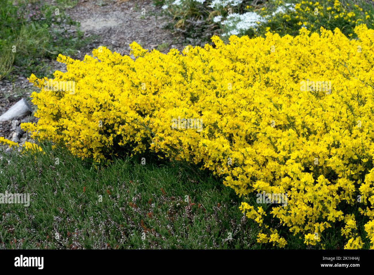 Cytisus, Groundcover, Yellow, Scotch Broom, Ground cover, Flowering, Prostrate Broom, Spring, Cytisus decumbens, Flowers in Garden ground cover plants Stock Photo