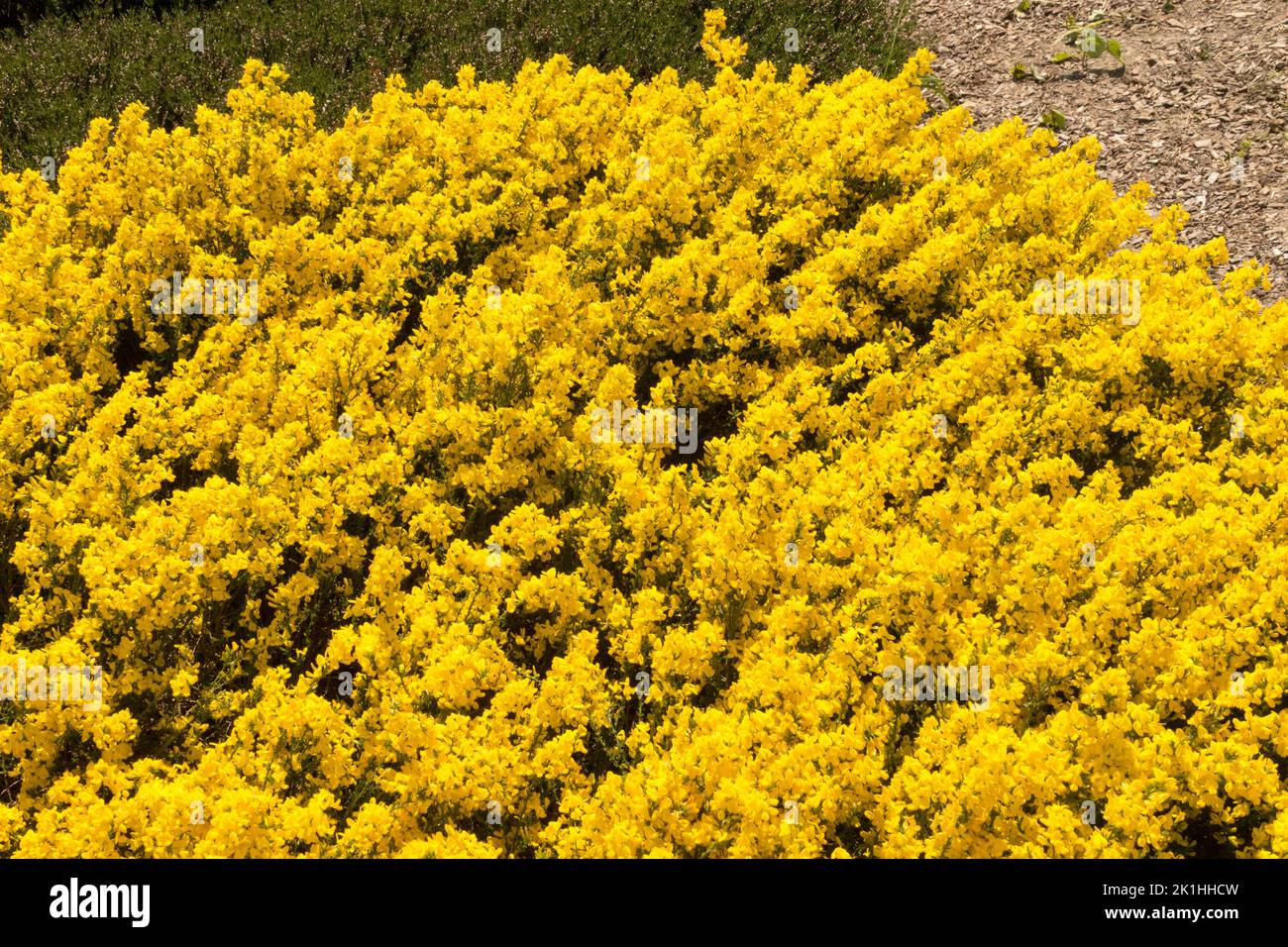 Yellow, Ground Cover Plant, Cytisus decumbens Prostrate Broom Ground Cover Plant Stock Photo