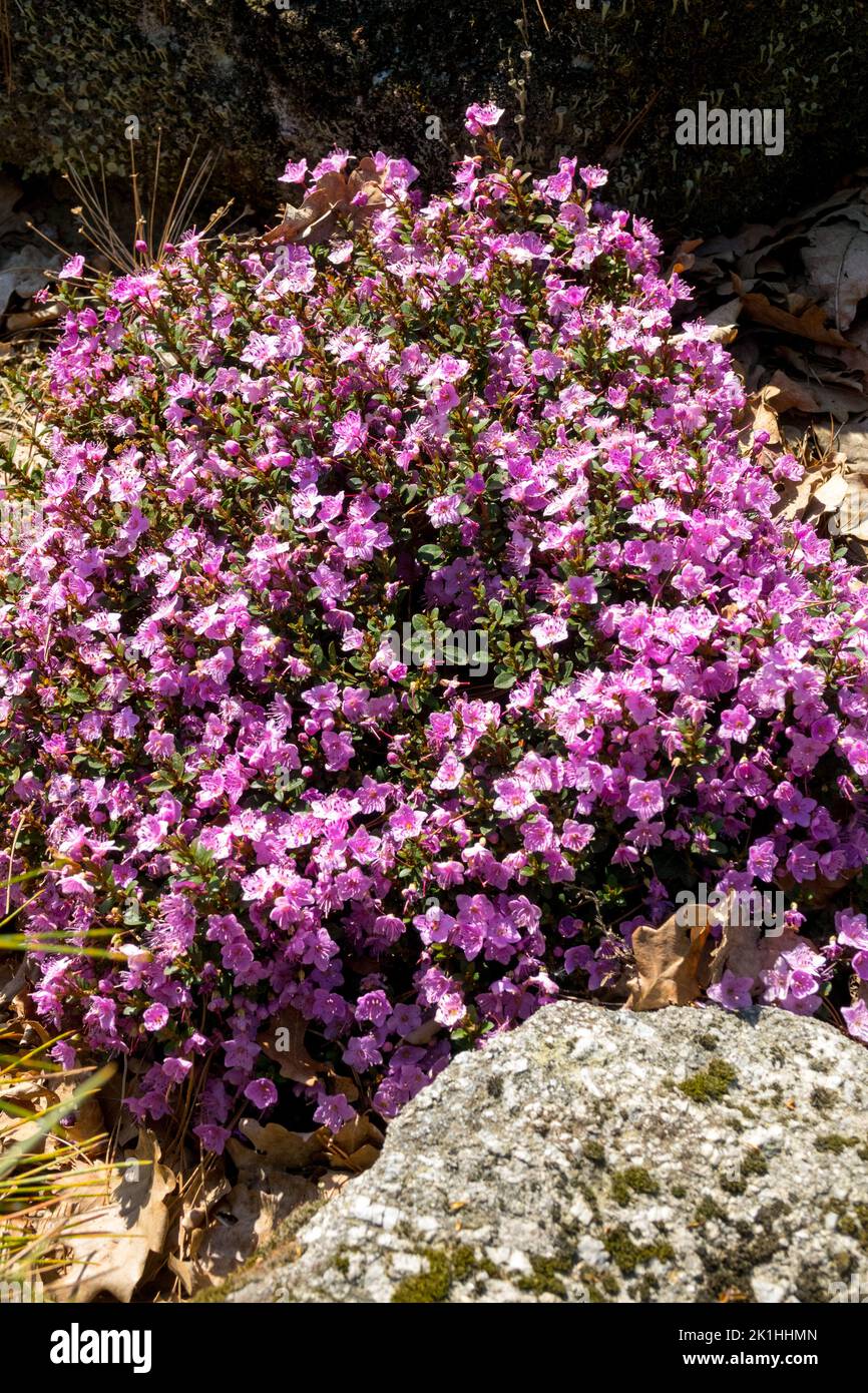Ground cover Plant, Pink Flowers, Kalmiopsis leachiana, Oregon Kalmiopsis Flower, Perennial Stock Photo
