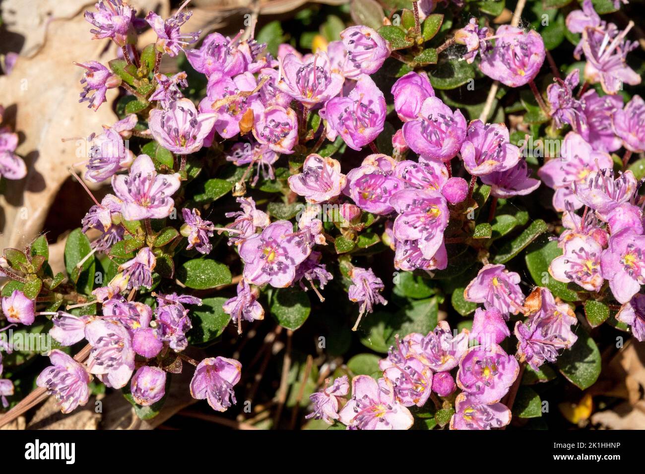 North Umpqua Kalmiopsis leachiana, Flower, Ground cover, Plant, Flowers, Oregon Kalmiopsis, Pink, Close up, Blooming Stock Photo