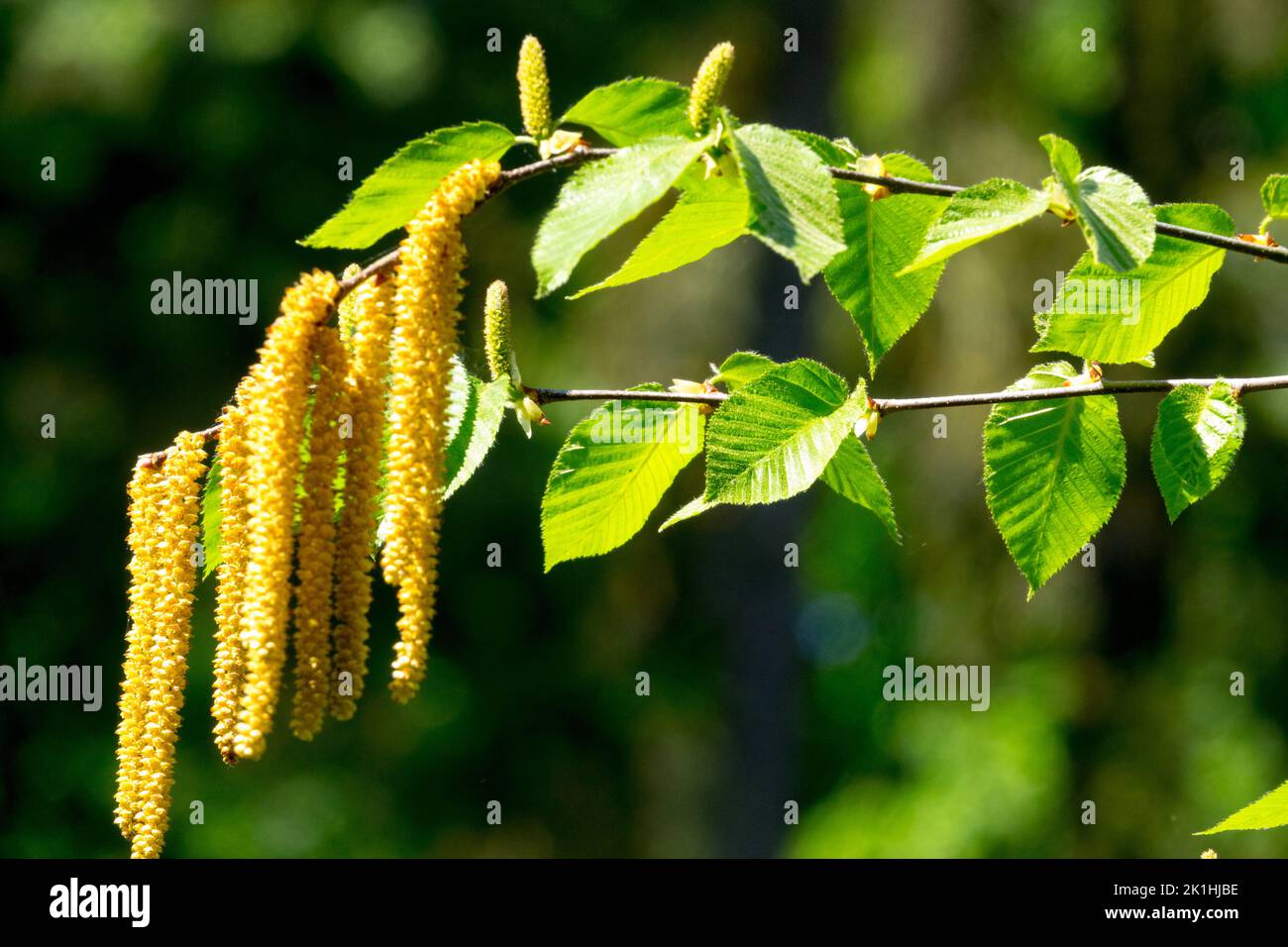 Betula lenta, Black Birch, Betula, Birch, Sweet Birch, Spring, Leaves, Birch catkins Pollen Bearing Catkins Stock Photo