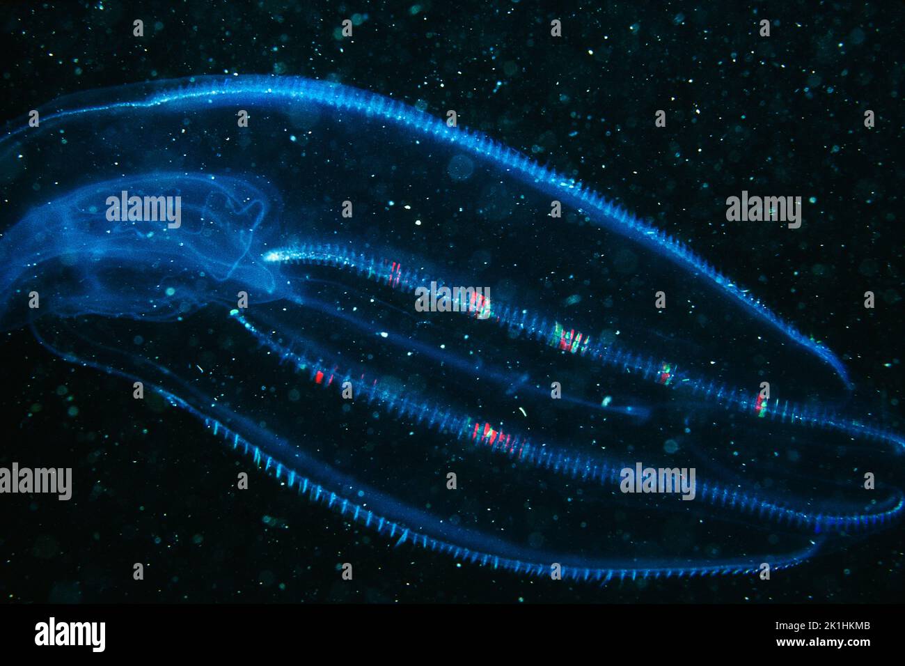 Common Northern Comb jelly drifting underwater in the St. Lawrence River in Canada. Stock Photo