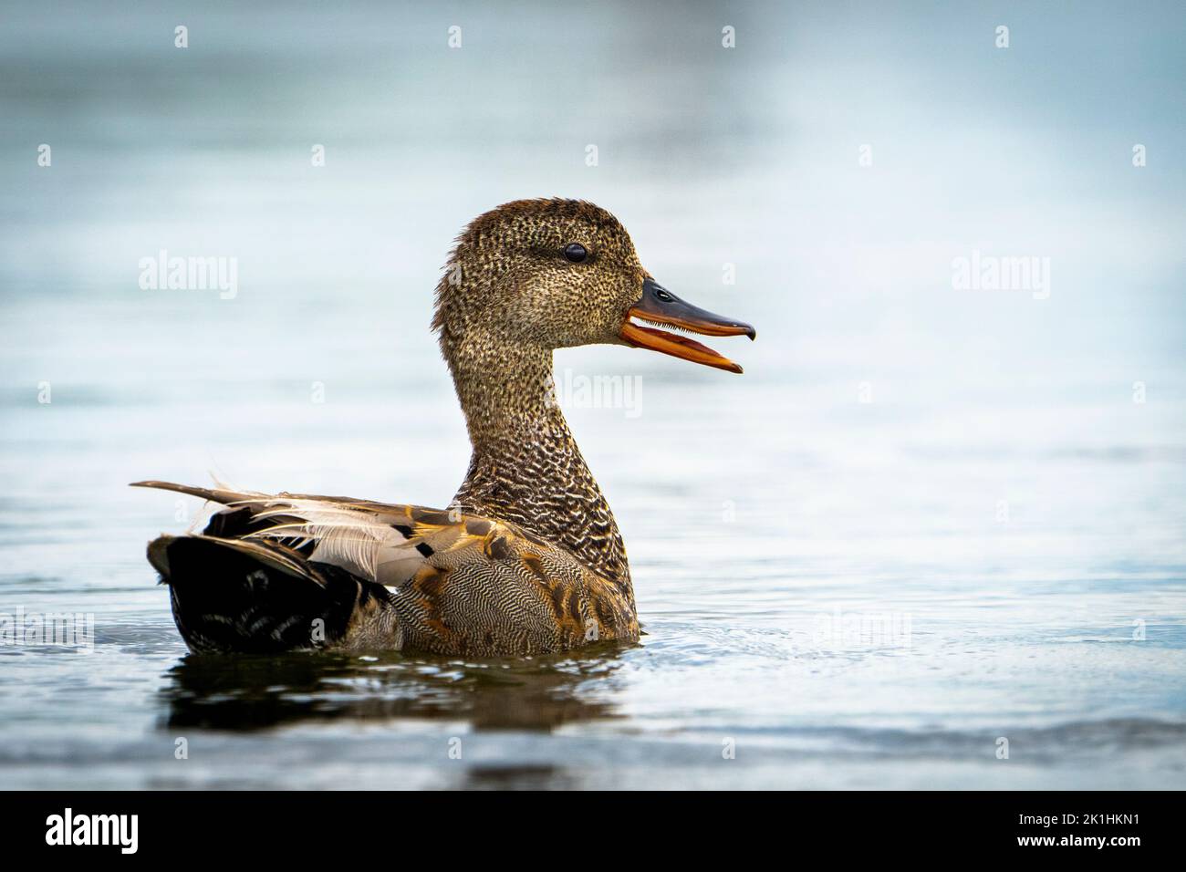 Gadwall duck resting in a marsh Stock Photo