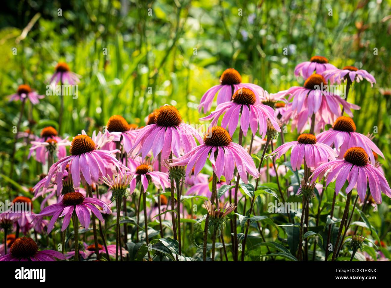 Magnificent purple echinacea flowers in a beautiful garden in Canada