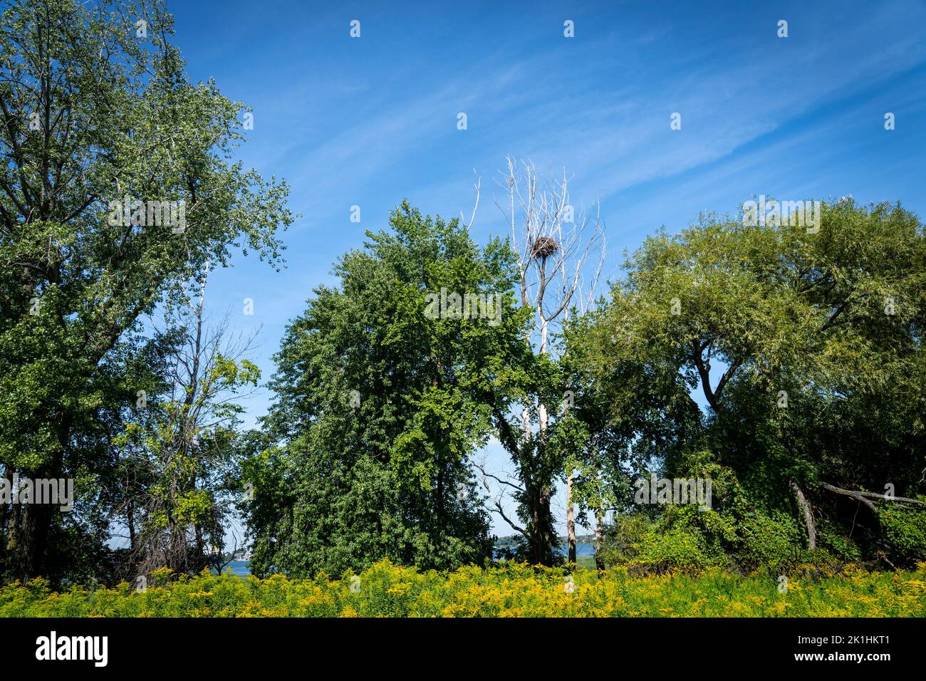 Bald Eagle nest in a park along the shore of the St. Lawrence River. Stock Photo