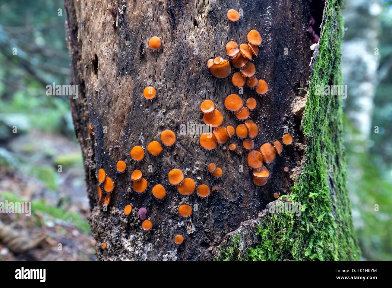 Common Eyelash Fungus (Scutellinia scutellata) - Craggy Gardens - Blue Ridge Parkway, near Asheville, North Carolina, USA Stock Photo