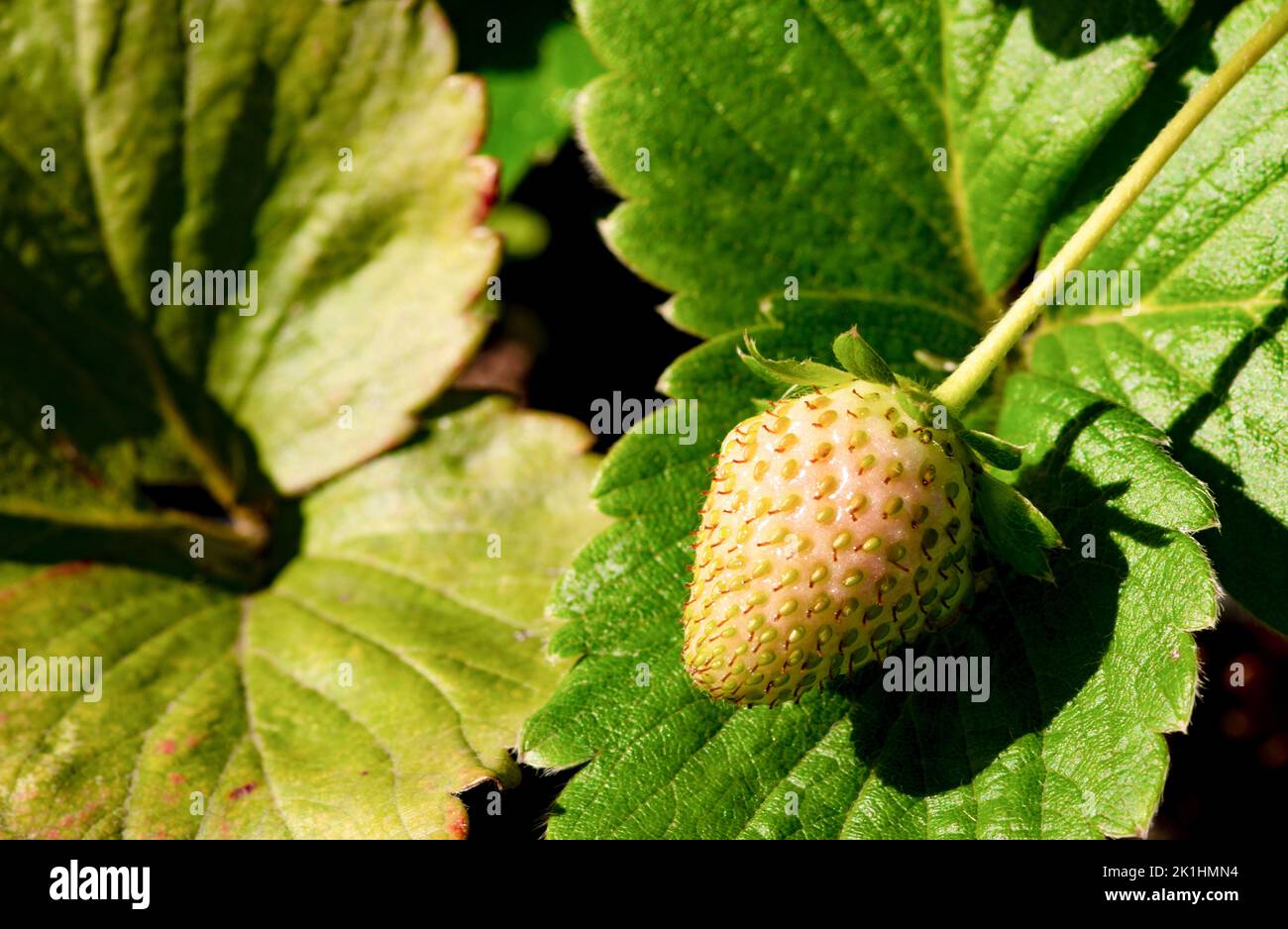 Macro photo of a strawberry growing on the strawberry plant2.jpg Stock ...