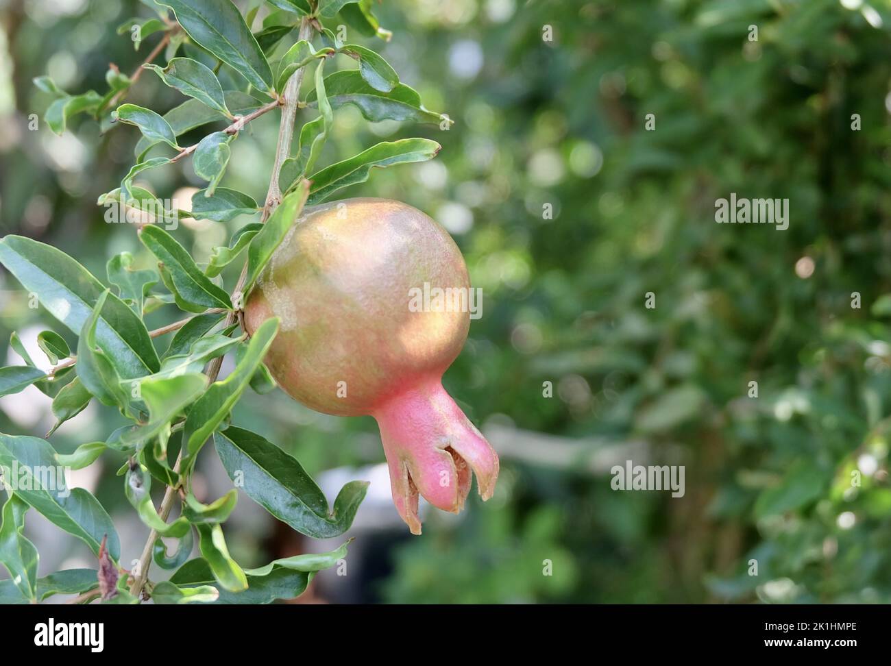 Fruit, Ripe and Sweet Pomegranate or Punica Granatum Fruits. One of The