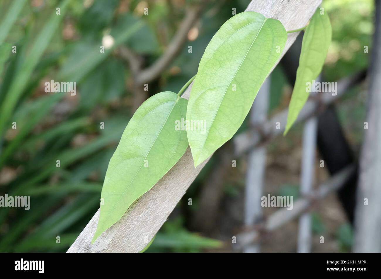Vegetable and Herb, Fresh Tiliacora Triandra or Bai Ya Nang Leaves Climbing on Bamboo Pole. Used as Healthy Foods and Herbal Medicines. Stock Photo