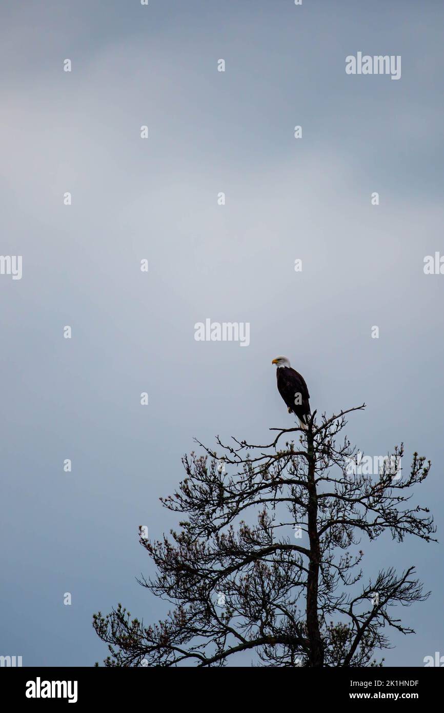 Adult bald eagle (Haliaeetus leucocephalus) perched on a branch with copy space, vertical Stock Photo