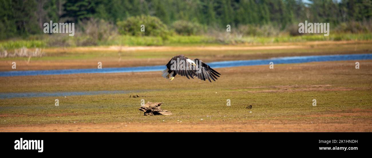Bald Eagle (Haliaeetus leucocephalus) flying over the Rainbow Flowage, panorama Stock Photo