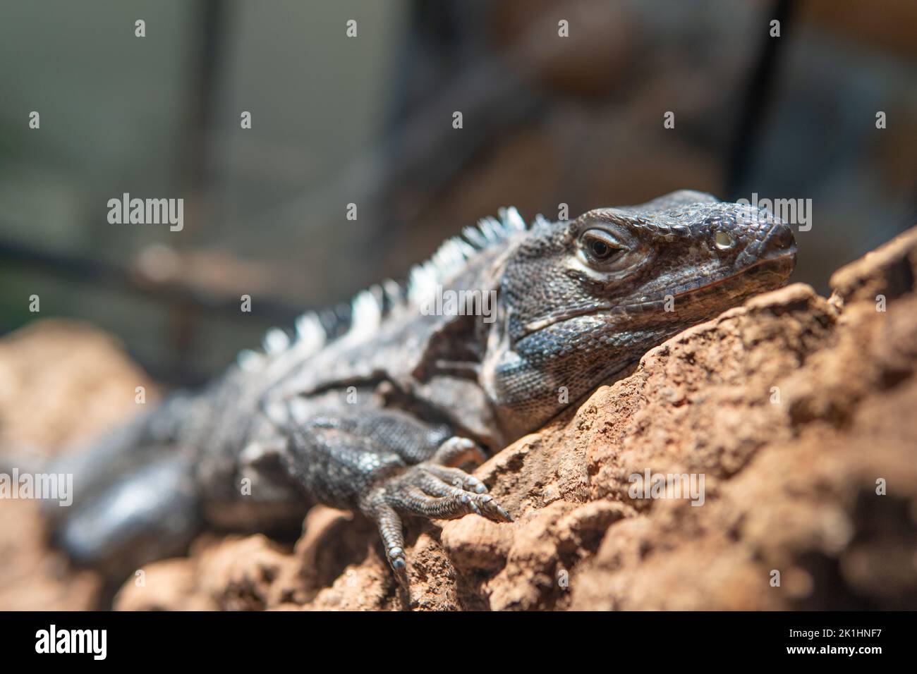 Animal lizard reptile background wild nature wildlife green predator, from cute tropical in reptilian and closeup vertebrate, pet scales. Camouflage Stock Photo