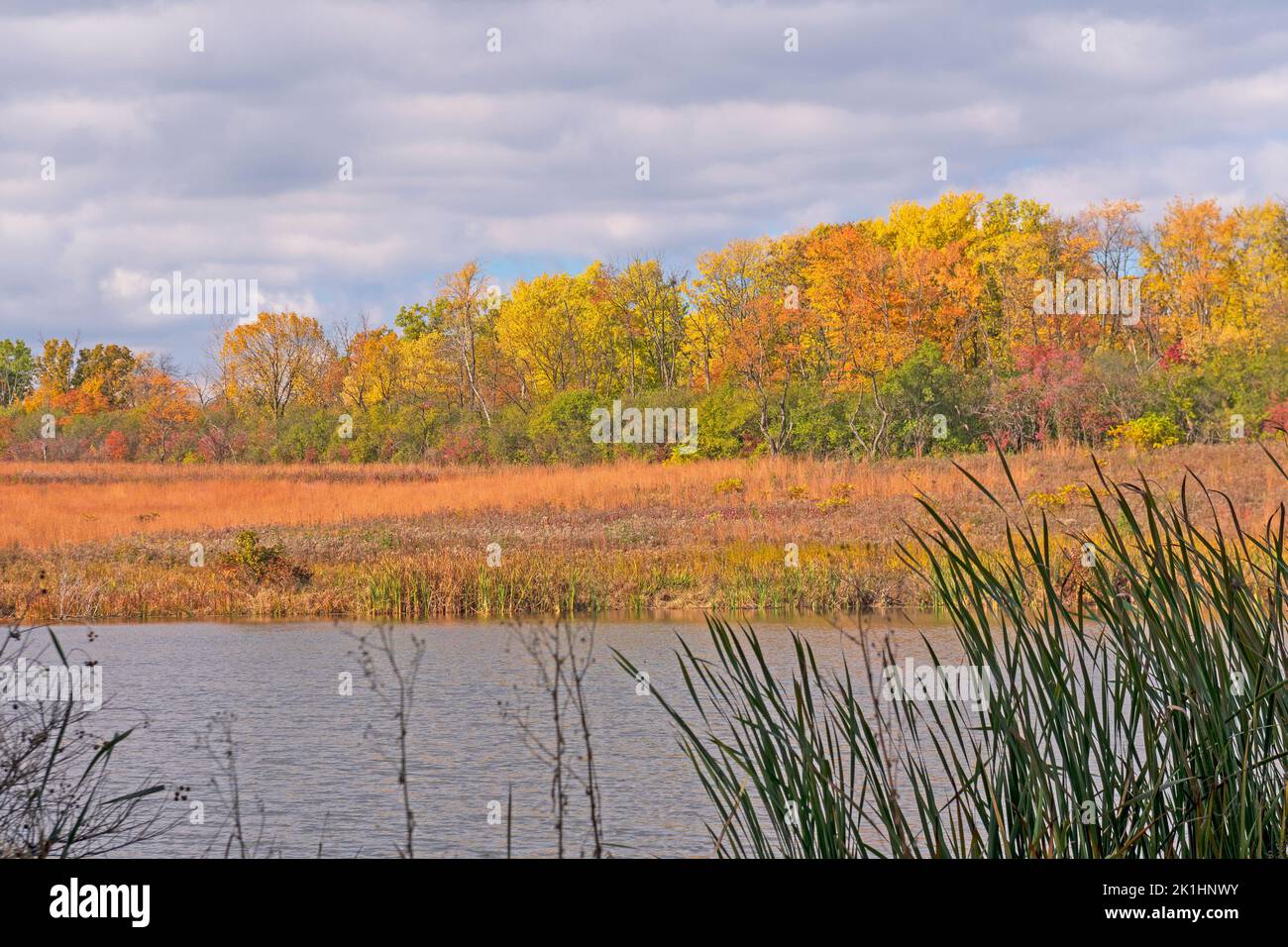 Autumn Colors Across a Wetland Pond in the Crabtree Nature Preserve in Illinois Stock Photo