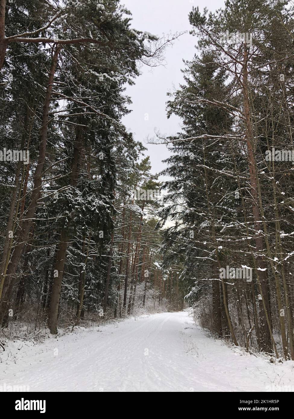 A vertical shot of pathway between trees covered with snow in a forest ...