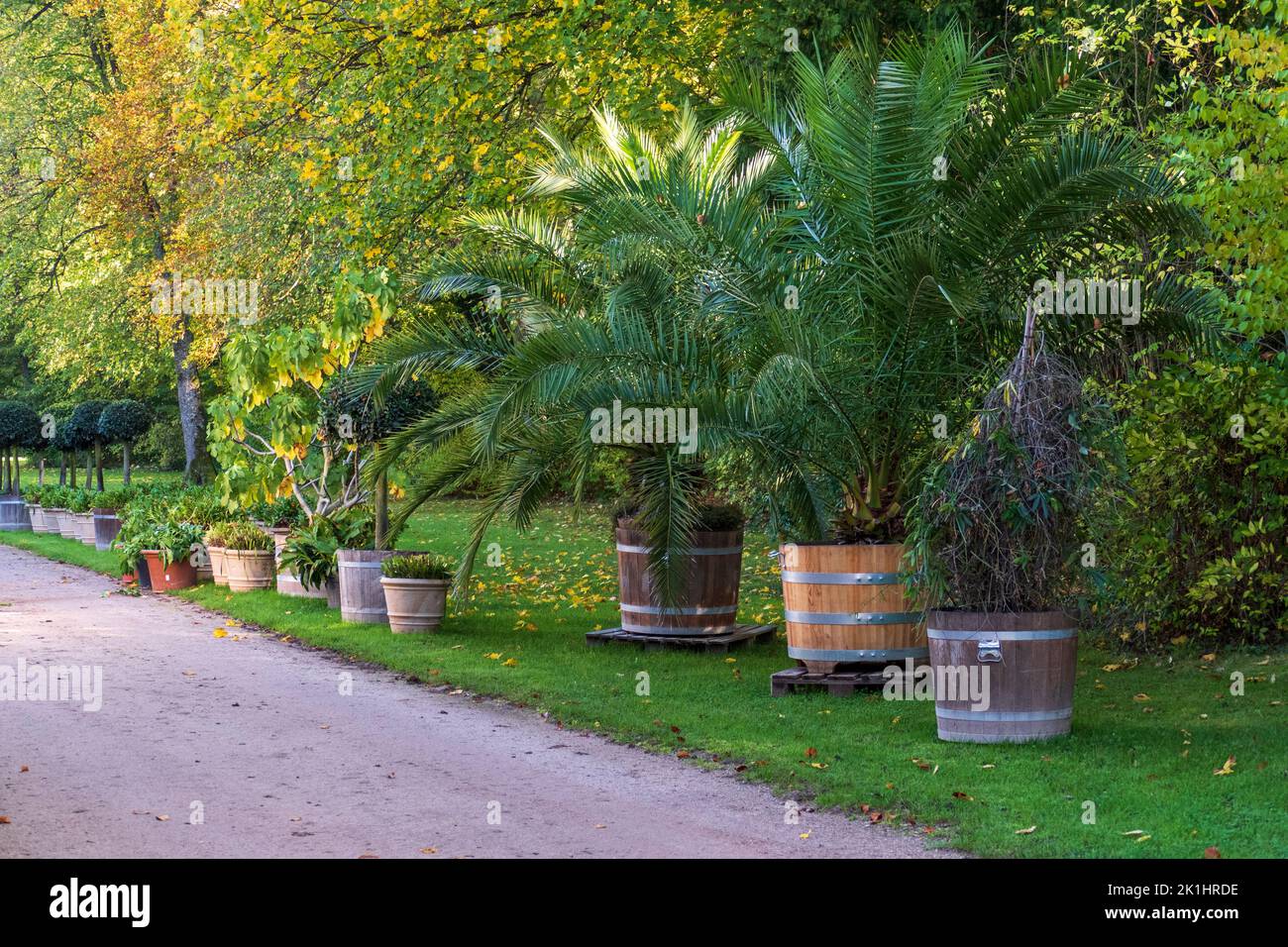 Palmen in Blumenkübeln werden zum Überwintern Stock Photo