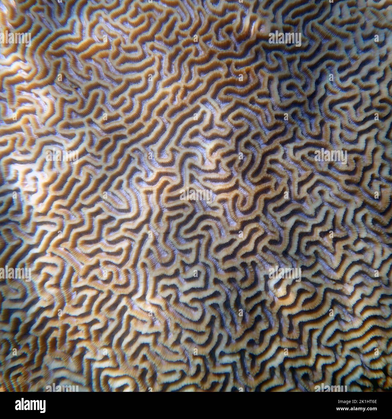 Live brain coral under water, Great Barrier Reef, Quieensland