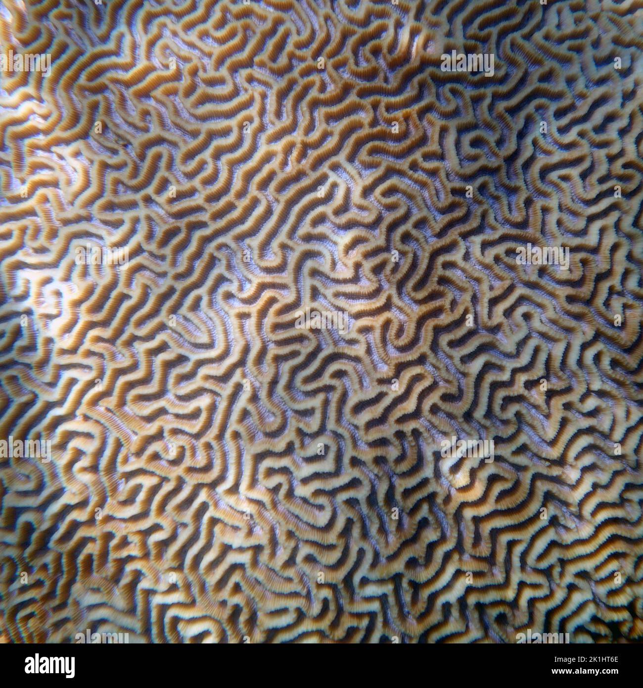 Live brain coral under water, Great Barrier Reef, Quieensland, Australia Stock Photo