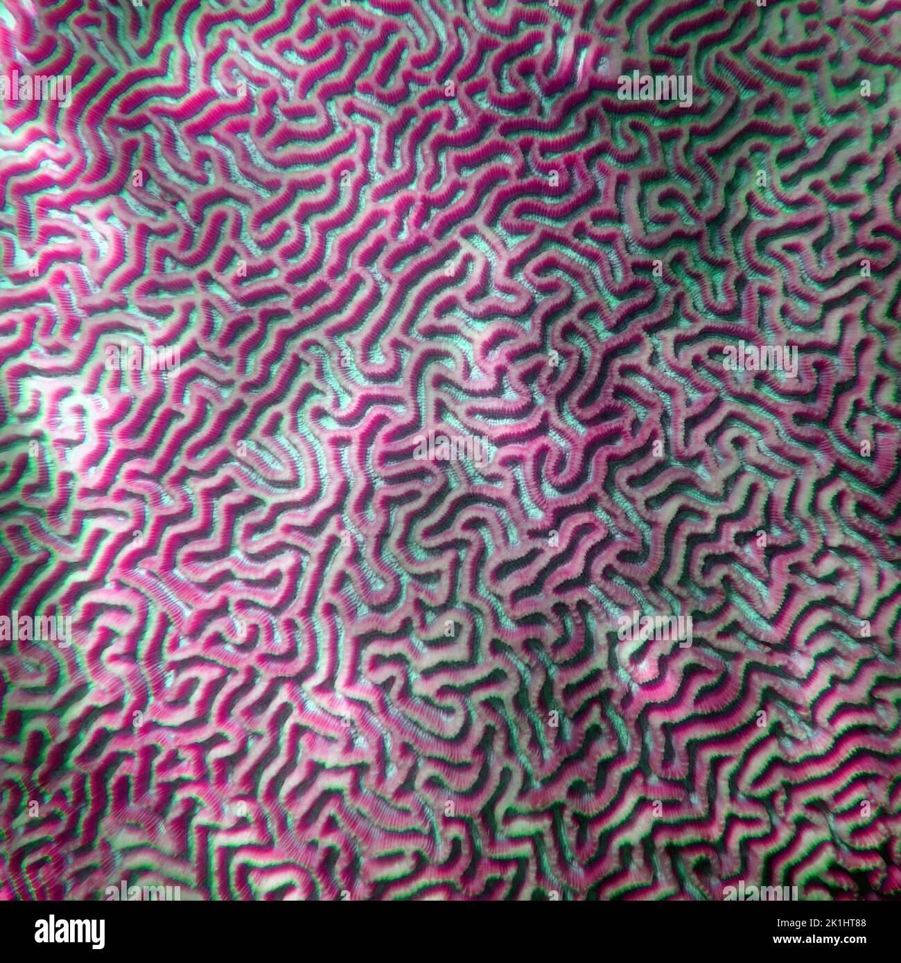 Live brain coral under water, Great Barrier Reef, Queensland, Australia FALSE COLOUR Stock Photo