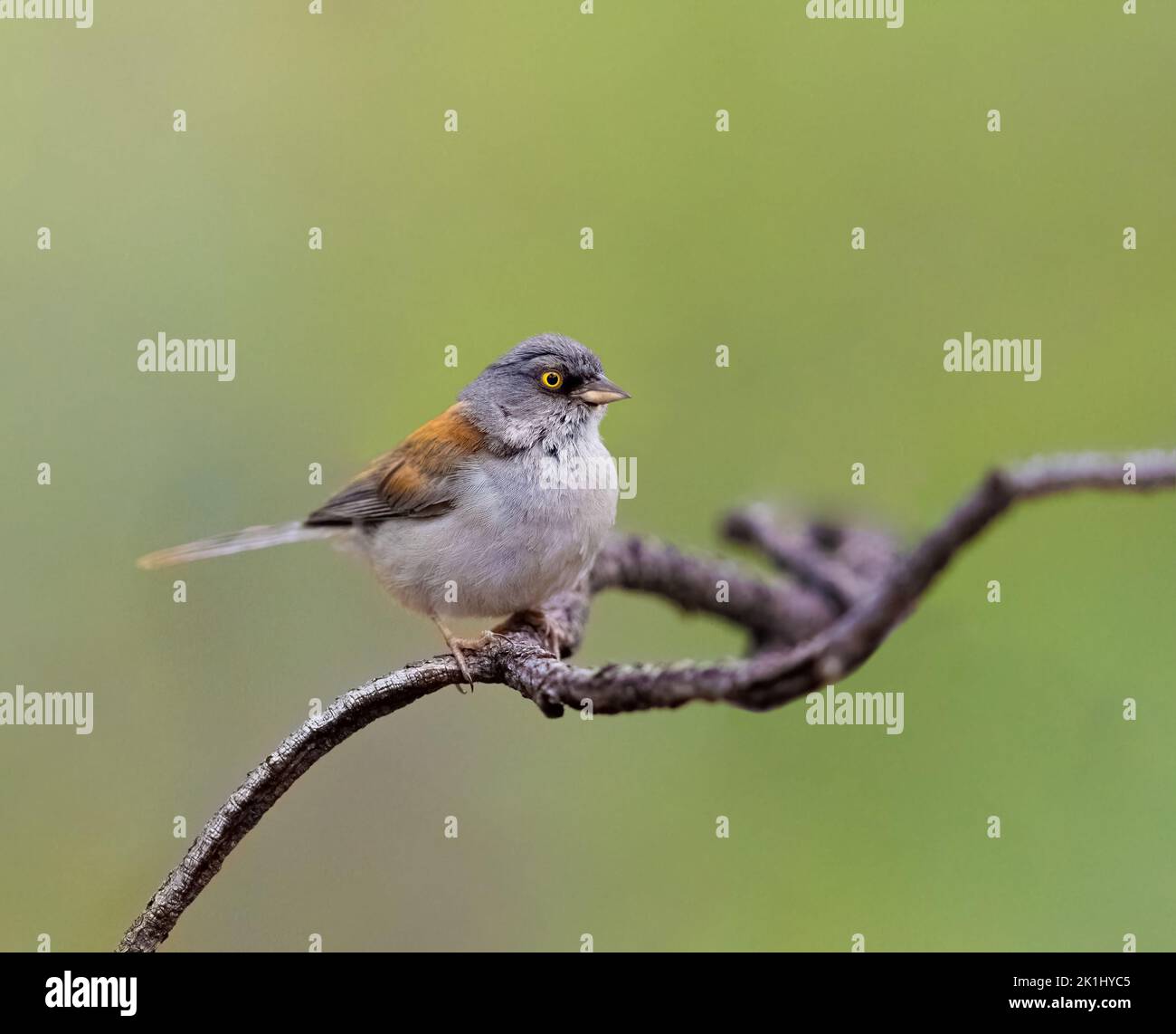 Yellow eyed junco perched on a tree branch Stock Photo - Alamy